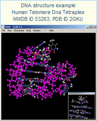 DNA structure example: Monomeric Human Telomere Dna Tetraplex With 3+1 Strand Fold Topology, Two Edgewise Loops And Double-Chain Reversal Loop, Nmr, 12 Structures (MMDB ID 53263, PDB ID 2GKU). Click on this image to open the MMDB record, which provides access to the corresponding publication and interactive views of the structure in Cn3D.