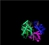 3D view of the biological unit (tetramer) of human hemoglobin. To view it interactively, click on any thumbnail to the left to open the structure's record in MMDB, select the biological unit display option, then launch the interactive 3D view and color by molecule, as shown here.