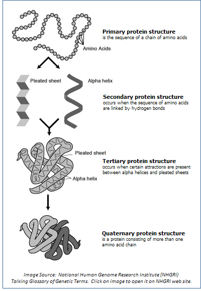 Image showing the four levels of protein structure: primary, secondary (alpha helices and beta sheets), tertiary, and quaternary.  Click on the image to view it on the NHGRI Talking Glossary of Genetic Terms, the source of the image.