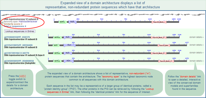 The expanded view of a domain architecture displays a list of representative, non-redundant protein sequences which have that architecture. Click on this graphic to read more about the information provided for each domain architecture.