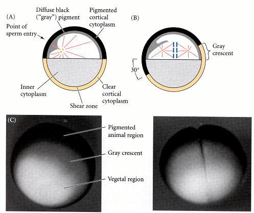 Rearrangement of the Egg Cytoplasm - Developmental Biology - NCBI Bookshelf