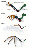 Figure 1.13. Homologies of structure among a human arm, a seal forelimb, a bird wing, and a bat wing; homologous supporting structures are shown in the same color.