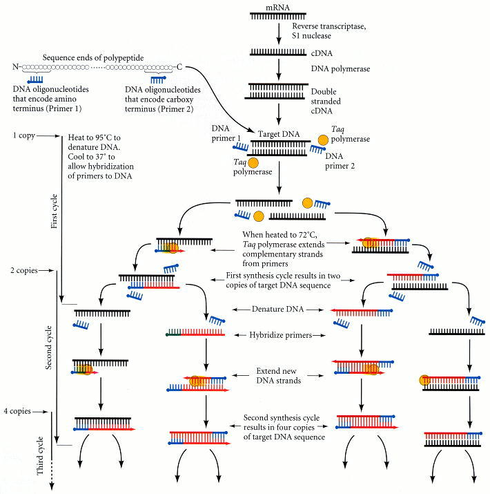 RNA Localization Techniques - Developmental Biology - NCBI Bookshelf