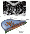 Figure 11.11. Migration of endodermal and mesodermal cells through the primitive streak.