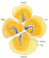 Figure 11.14. Regulation of the chick blastoderm.