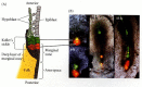 Figure 11.15. Formation of Hensen's node from Koller's sickle.