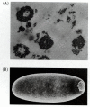 Figure 19.2. The pole plasm of Drosophila.