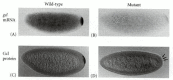 Figure 19.3. Localization of Germ cell-less gene products in the posterior of the egg and embryo.