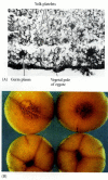 Figure 19.4. Germ plasm at the vegetal pole of frog embryos.