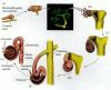 Figure 14.19. Reciprocal induction in the development of the mammalian kidney.