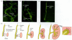 Figure 14.21. Ureteric bud growth is dependent on GDNF and its receptor.