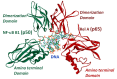 Figure 1: . Structure of the NF-κB/DNA complex.