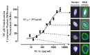 Figure 6: . Nuclear Factor κB Translocation in HeLa cells following 30 minute incubation with IL-1α.