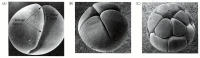 Figure 10.2. Scanning electron micrographs of the cleavage of a frog egg.