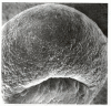 Figure 10.8. Surface view of an early dorsal blastopore lip of Xenopus.