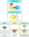 Figure 9.1. La réponse immunitaire humorale est médiée par des molécules d'anticorps sécrétées par les plasmocytes.