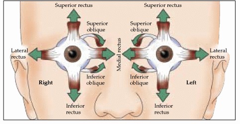 Figure 20.2. The contributions of the six extraocular muscles to vertical and horizontal eye movements.