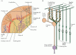 Figure 19.8. Neurones et circuits du cervelet.