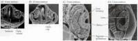 図11.3. 人間の目の開発。