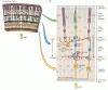 Figura 11.4. Estructura de la retina.