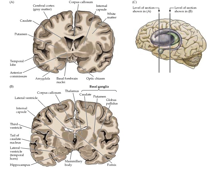 The Internal Anatomy of the Cerebral Hemispheres and Diencephalon ...