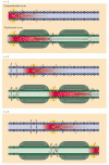 Figure 3.14. Comparison of speed of action potential conduction in unmyelinated (upper) and myelinated (lower) axons.