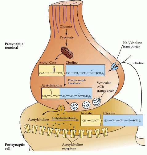 Figure 6.8. Acetylcholine metabolism in cholinergic nerve terminals.