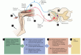 Figure 1.5. A simple reflex circuit, the knee-jerk response (more formally, the myotatic reflex), illustrates several points about the functional organization of neural circuits.