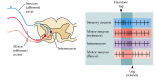 Figure 1.6. Relative frequency of action potentials in different components of the myotatic reflex as the reflex pathway is activated.