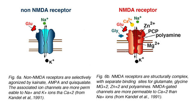 Figure Comparison Between NMDA And Non NMDA Receptors From Kandel Et Al Webvision