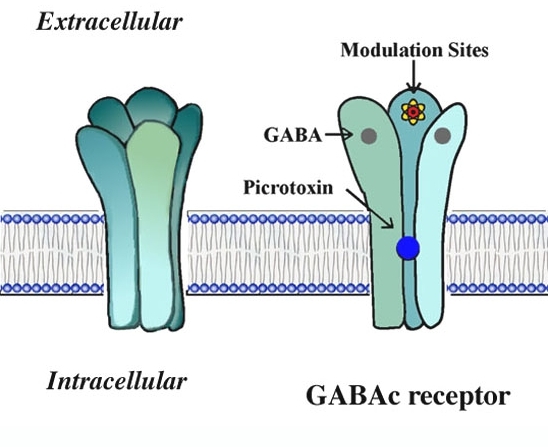 Figure 2. Schematic diagram of GABAC receptors.