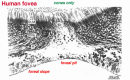 Figure 1. [The normal human retina fundus]. - Webvision - NCBI