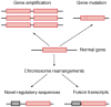 Figure 6-5. Schematic representation of the main mechanisms of oncogene activation (from protooncogenes to oncogenes).