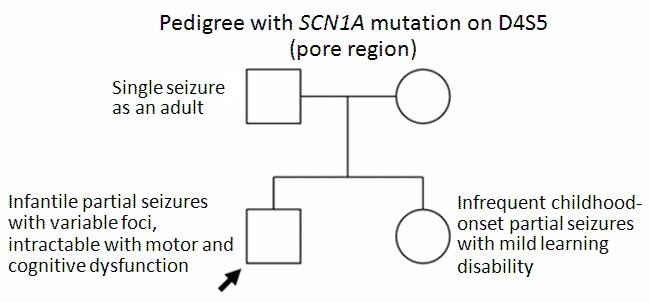 Scn1a Seizure Disorders Genereviews® Ncbi Bookshelf