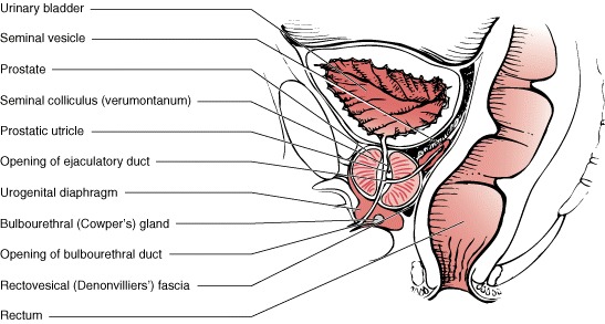 Figure 111-3. Normal prostate anatomy.