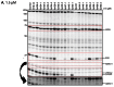 Figure 7. Potency and selectivity of triazole urea synthetic library compounds 1–20 at three compound concentrations: 1.5 μM (A), 200 nM (B), and 30 nM (C).