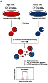 Figure 9. Potency and selectivity of 34 assessed by SILAC-ABPP.