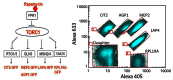 Figure 6. Schematic of screen strategy.