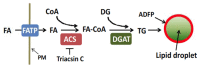 Figure 2. Synthesis of triglycerides and lipid droplets.