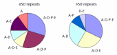 Figure 2. . The clinical features in SCA17 depend on the length of CAG/CAA repeats.