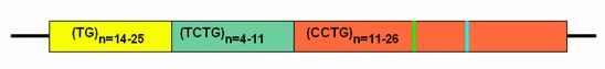 Figure 1. . Complex repeat at the CNBP locus.