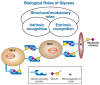 FIGURE 6.1. General classification of the biological roles of glycans.