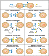 FIGURE 6.2. Approaches for elucidating the biological roles of glycans.