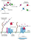 FIGURE 16.10. After secretion, cell-surface heparan sulfate proteoglycans can be processed further.