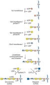 FIGURE 16.5. The biosynthesis of CS (left chain) and HS (right chain) is initiated by the formation of a linkage region tetrasaccharide.