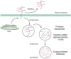 FIGURE 16.9. Heparan sulfate proteoglycans turn over by proteolytic shedding from the cell surface and endocytosis, as well as step-wise degradation inside lysosomes.