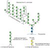 FIGURE 21.2. Structures of selected yeast mannans.