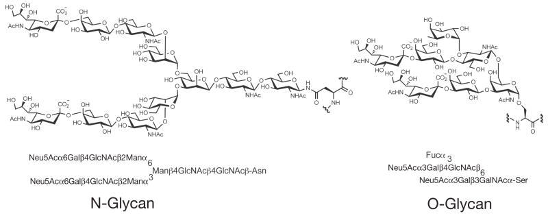 FIGURE 2.19. Examples of typical N- and O-linked glycans.