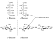 FIGURE 2.2. D- and L-glucopyranose in Fischer projection and chair conformation.