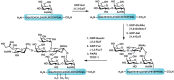 FIGURE 49.10. The chemoenzymatic synthesis of a PSGL-1 glycopeptide fragment.